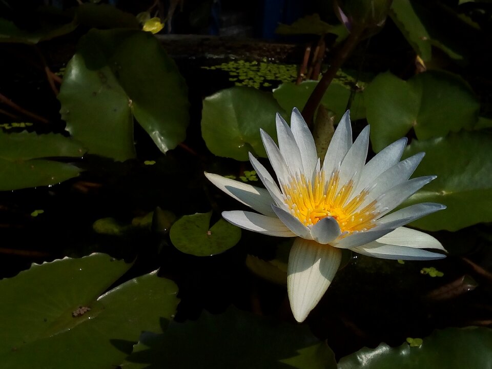 Flowers lotus lake white lotus