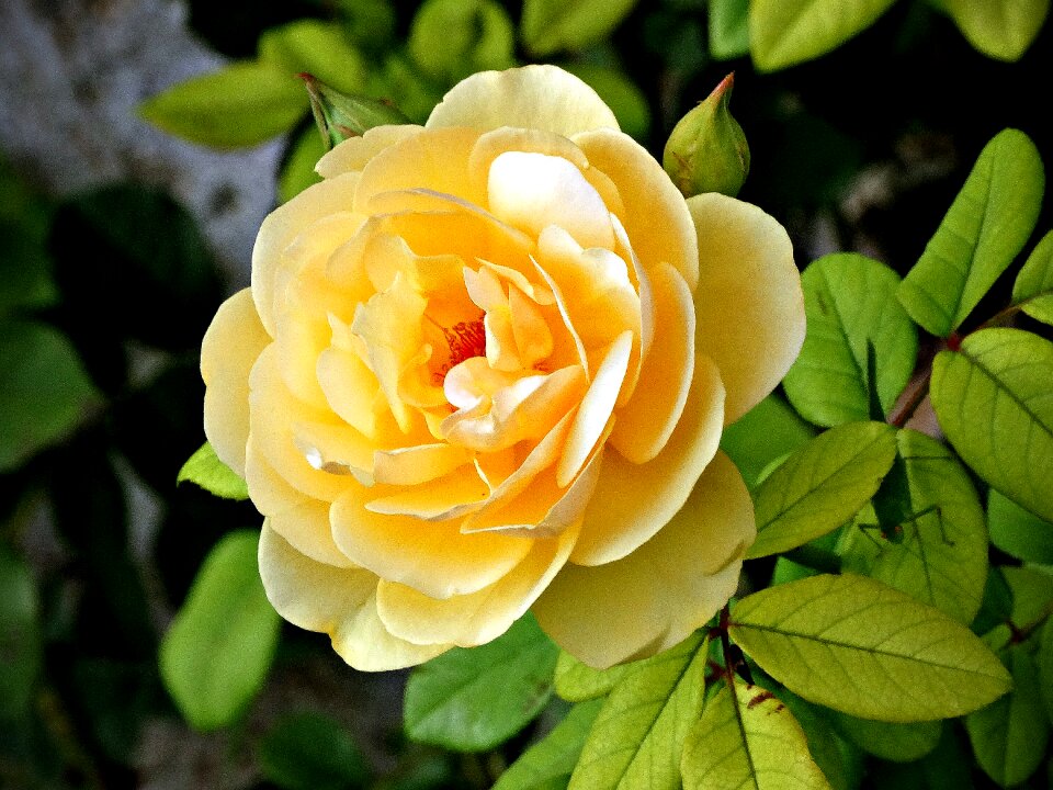 Yellow flower rosa bloom
