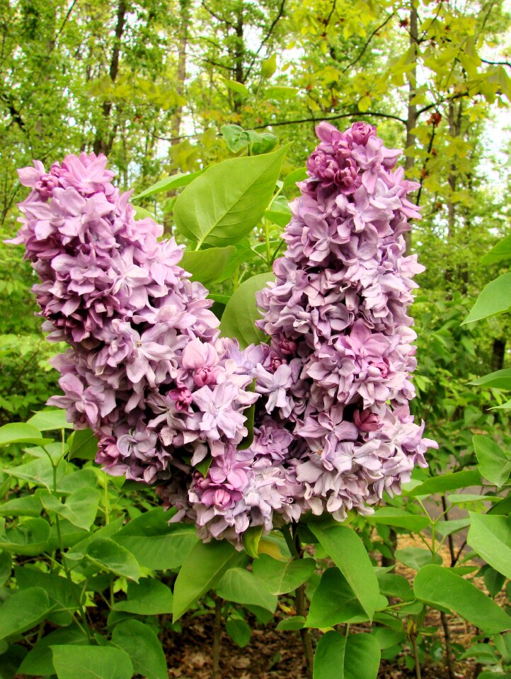 Spring nature floral