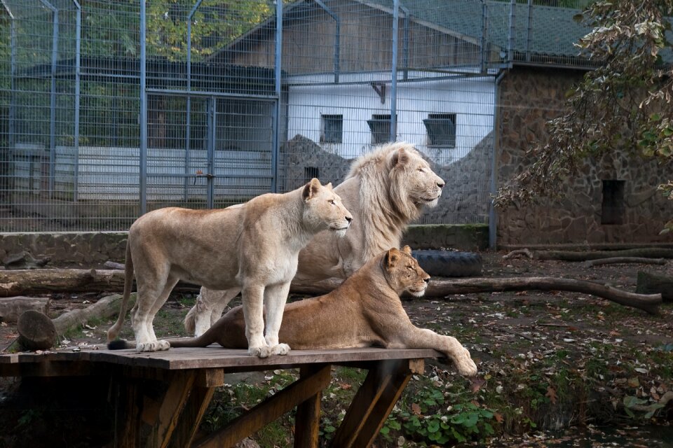 Zoo nyíregyháza hungary