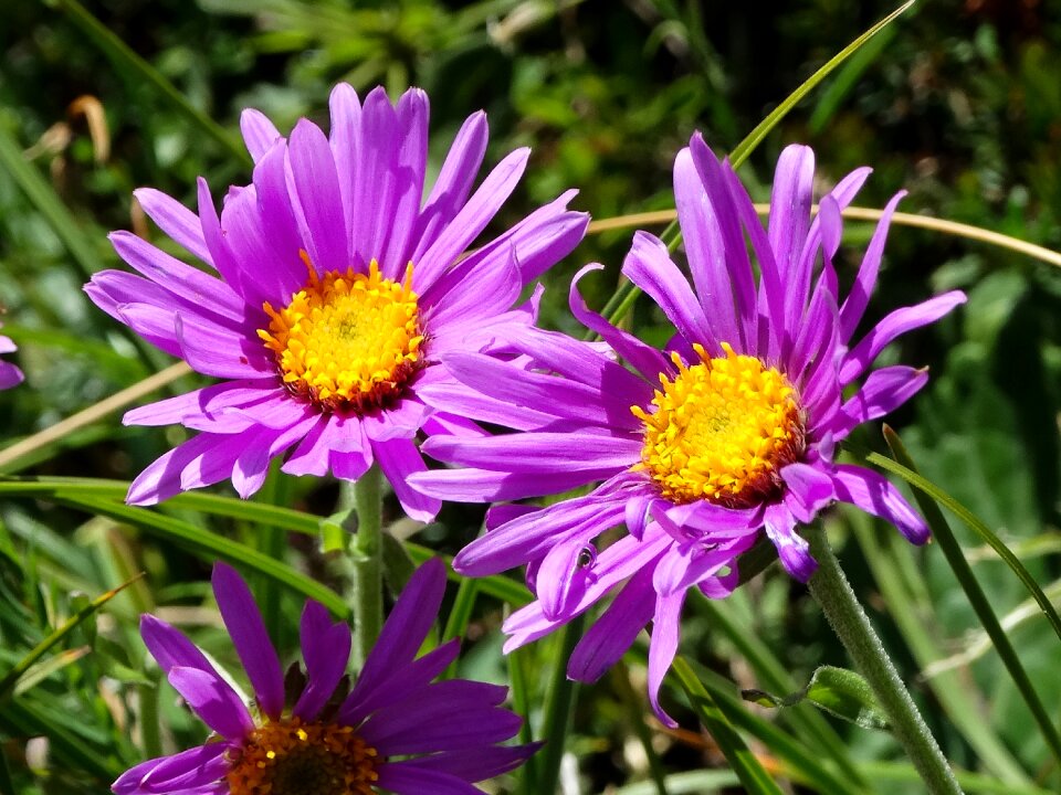 Alpine aster purple flower pasture