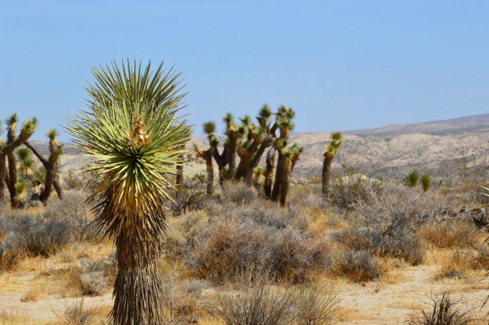 America usa nature