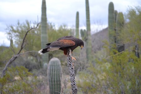 Cactus desert