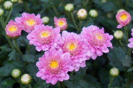 Bud chrysanthemum daisy