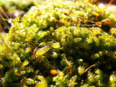 Nature macro plant
