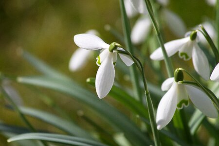 Macro spring sol