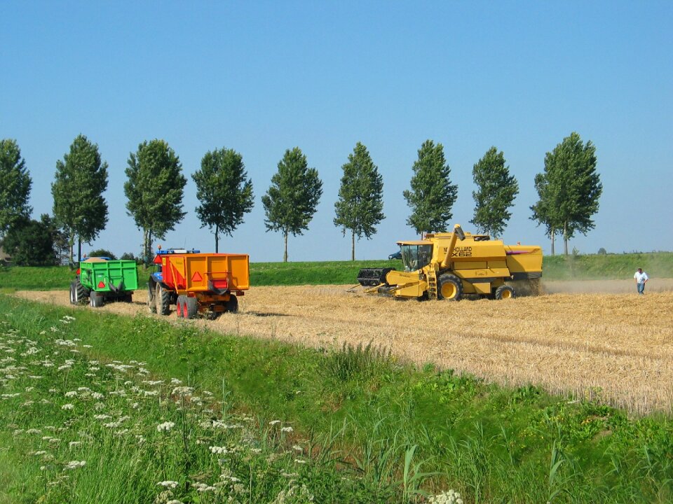 Harvest wheat molendijk gravendeel