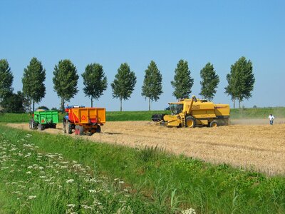 Harvest wheat molendijk gravendeel