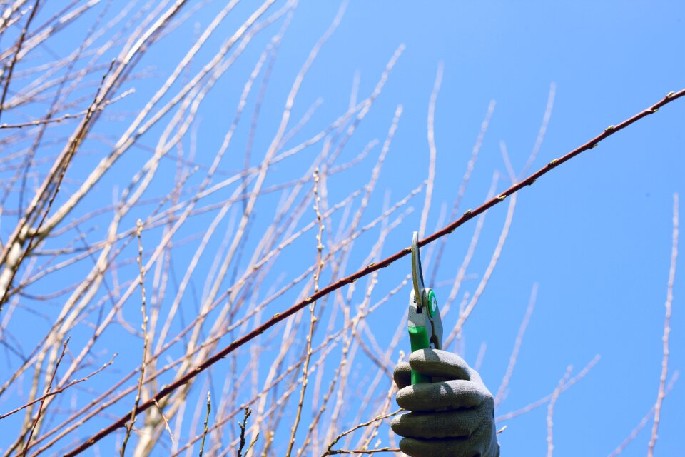 Cut hedges pruning individually