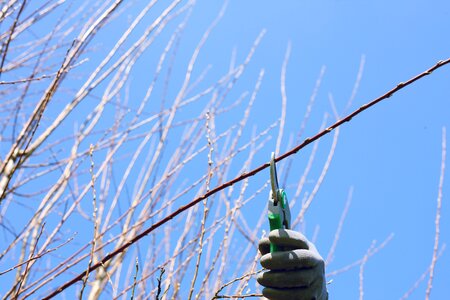 Cut hedges pruning individually