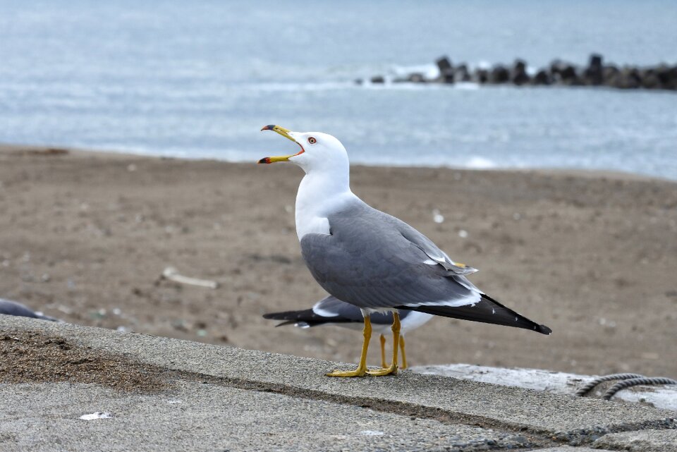 Sea gull seagull seabird