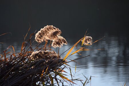 Landscape reflection rushes