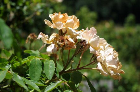 Old flower nature