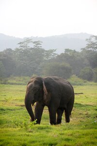 Safari pachyderm proboscis