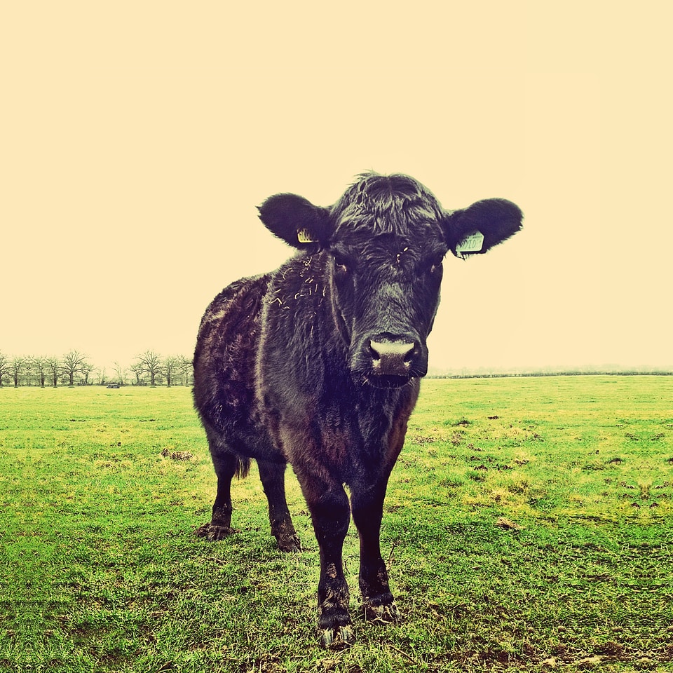 Nature farm cattle