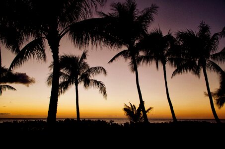 Palm palms palm trees photo