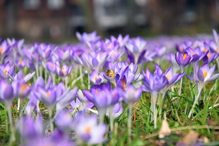 Flower meadow bee photo