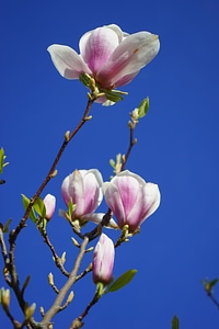 Pink white blütenmeer