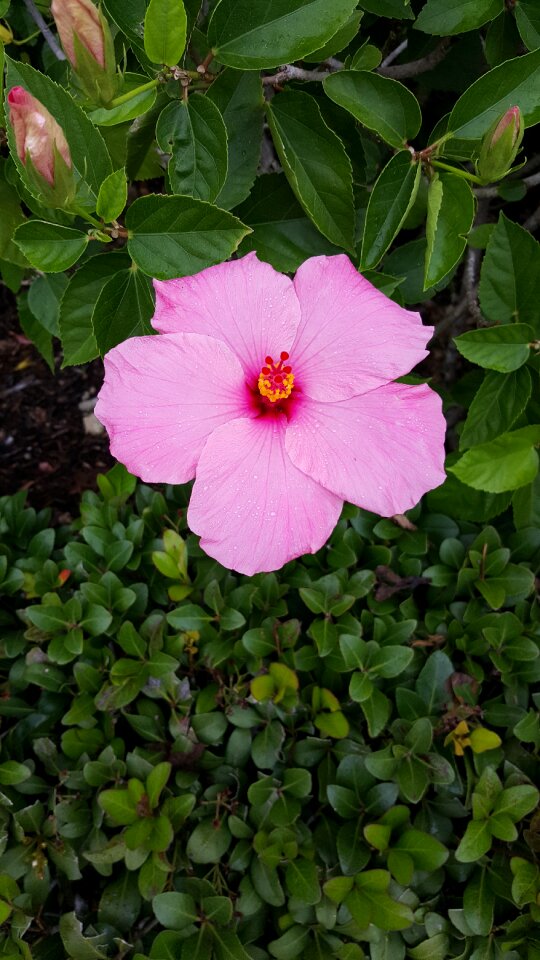 Hibiscus nature