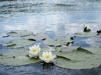 Plant flowering spring flower