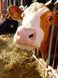 Beef rural madness