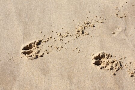 Fingerprints sand traces photo