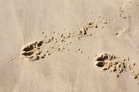 Fingerprints sand traces
