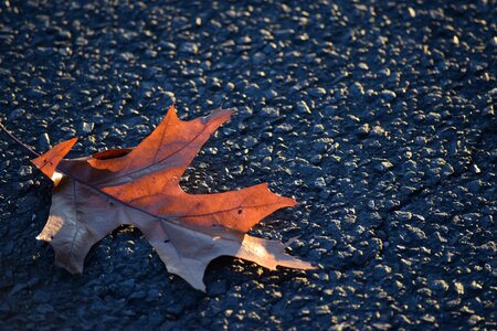 Road nature brown photo