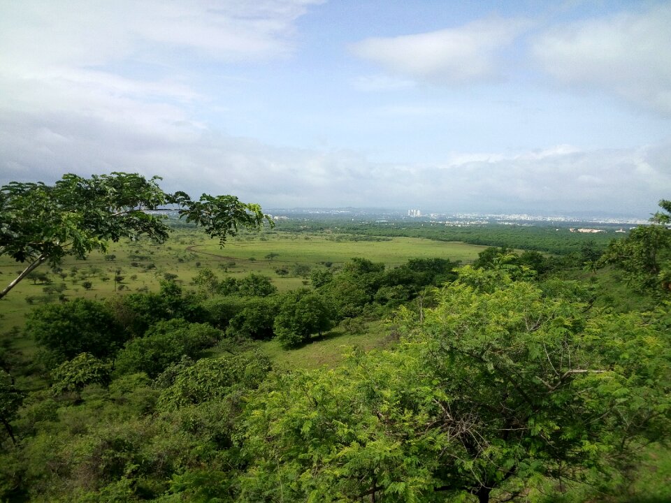 Tree skyline nature