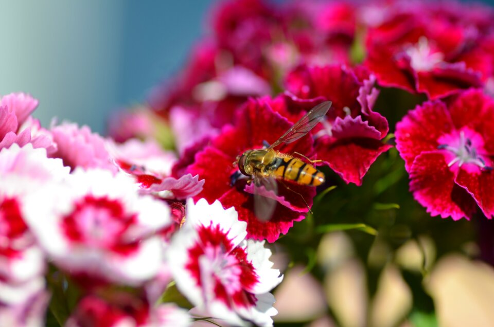 Bloom red nature