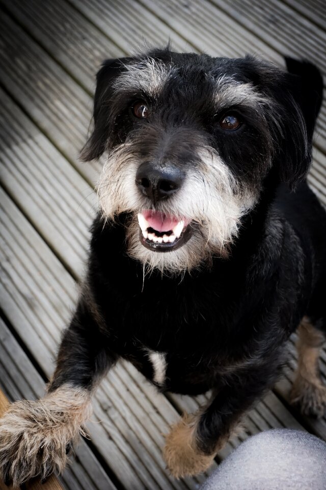 Dogs black dog puppy
