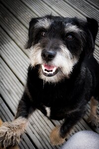 Dogs black dog puppy