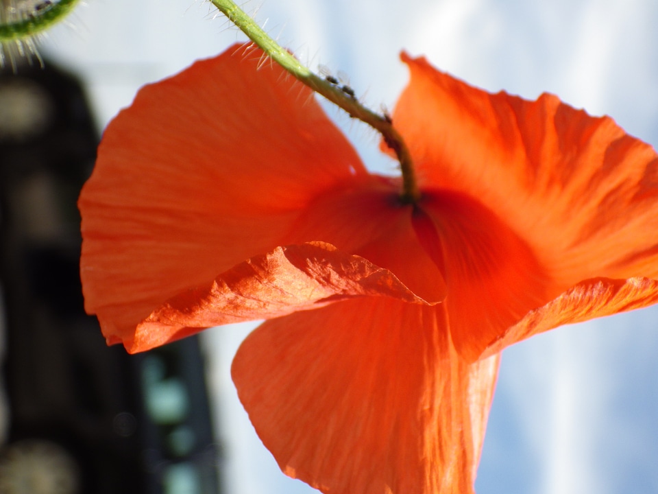 Pink poppy colorful red