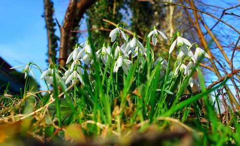 White nature spring flowers