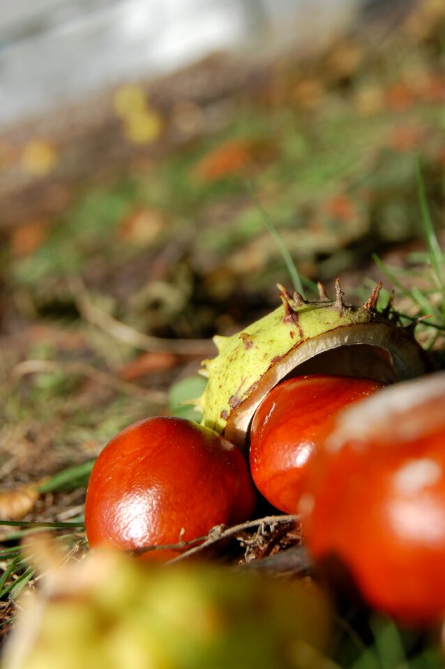 Chestnuts autumn horse chestnut