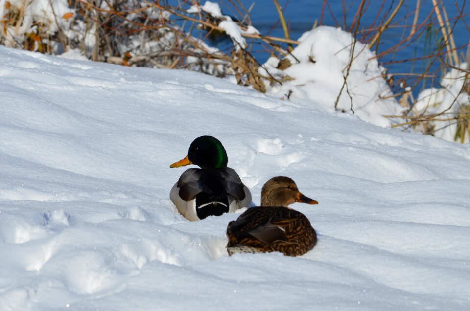 Duck white waterfowl