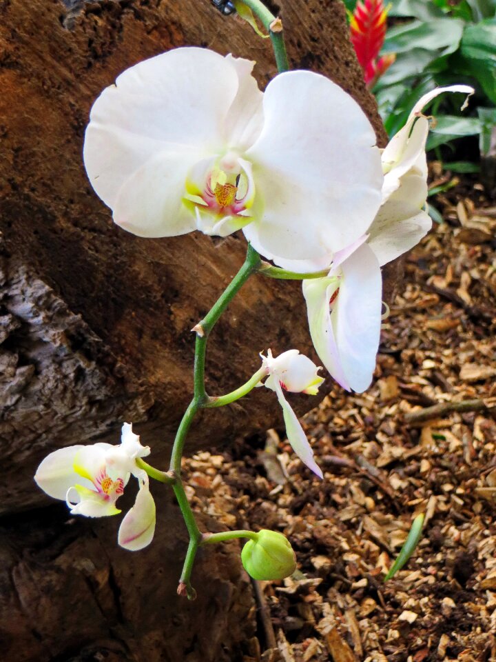 Flowering plant petals