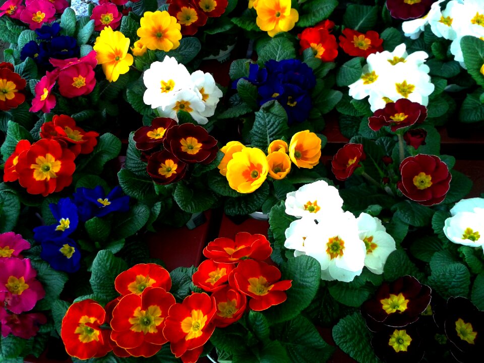 Auricula market market stall