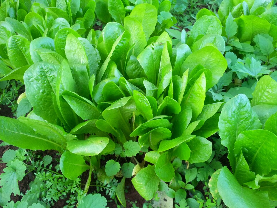 Health green juice organic