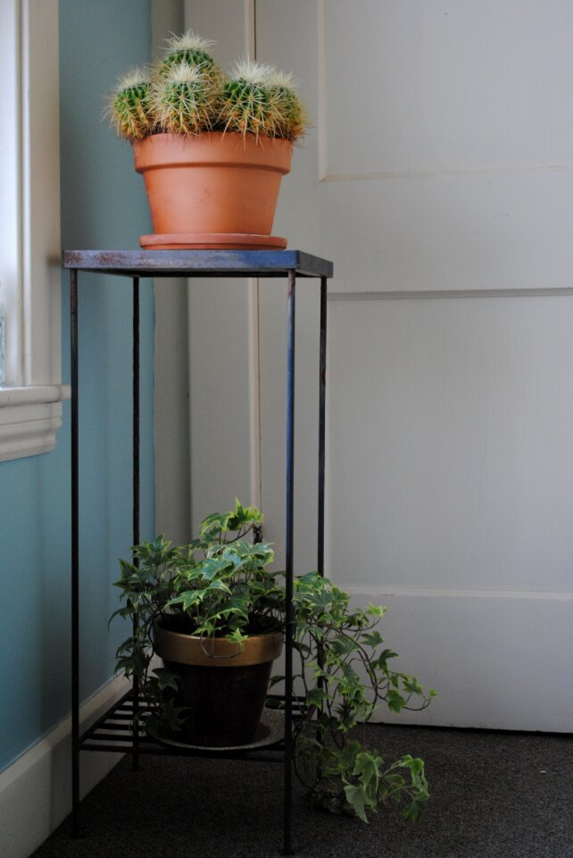 Table plant