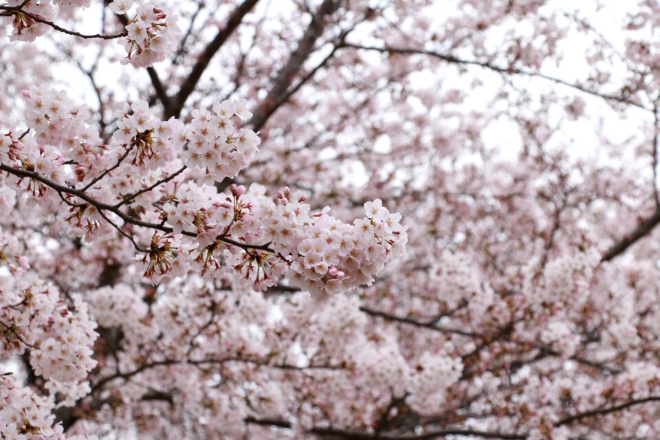 Flowers sakura spring