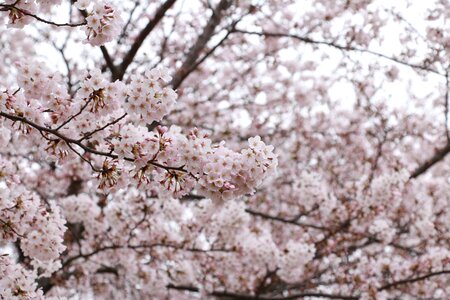 Flowers sakura spring