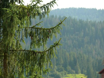 Mountains nature ukraine