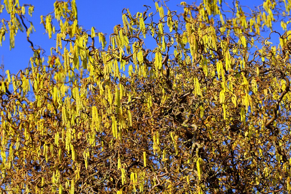 Garden nature close up