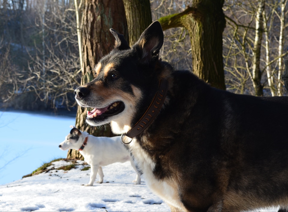 Lovely dog winter forest