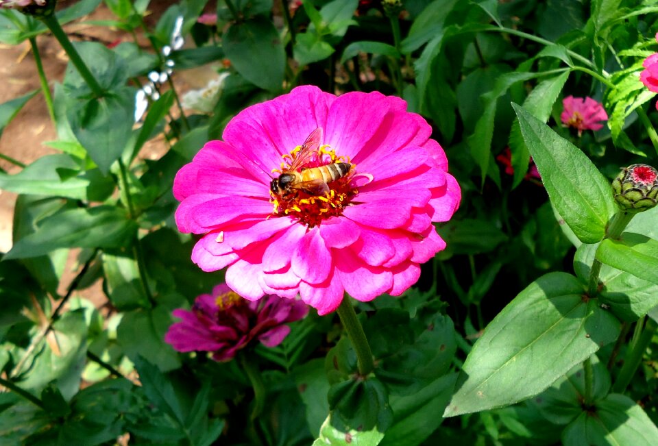 Nature insect white