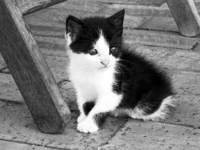 Pet animals black and white photo