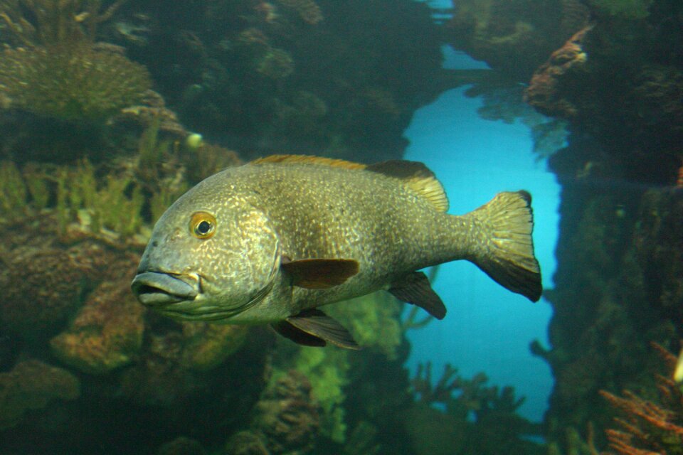 Zoo burgers zoo the ocean