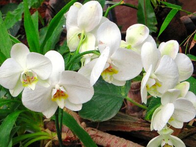 Flowering plant petals