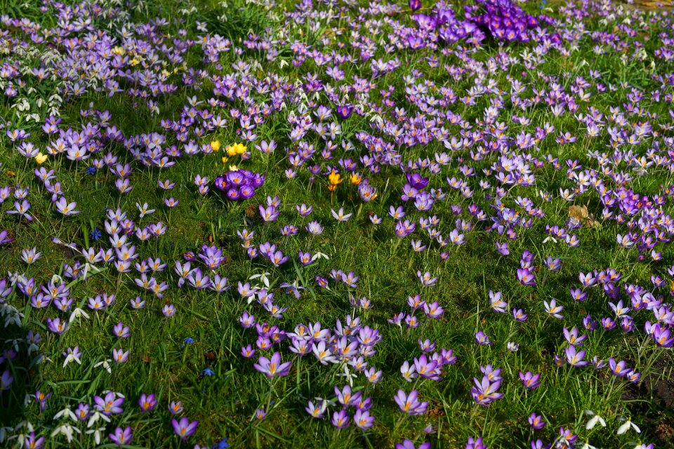 Flowers nature early bloomer